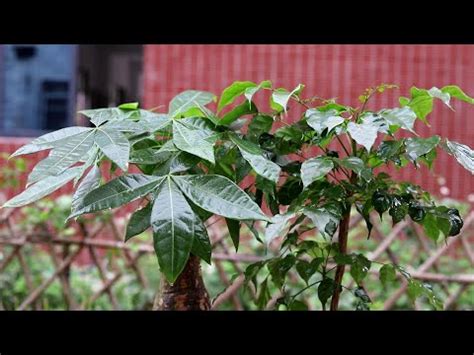 門口招財植物|10種旺財門口植物